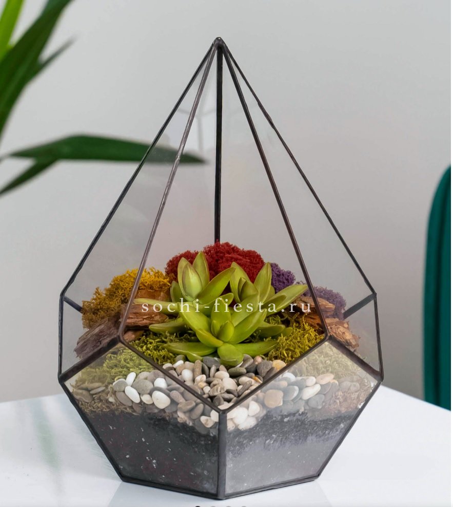 Флорариум Капля с суккулентом в Нижнем Новгороде