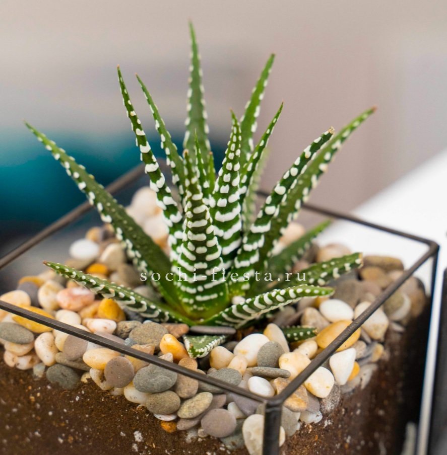 Флорариум Кубик с суккулентом Хавортия в Нижнем Новгороде