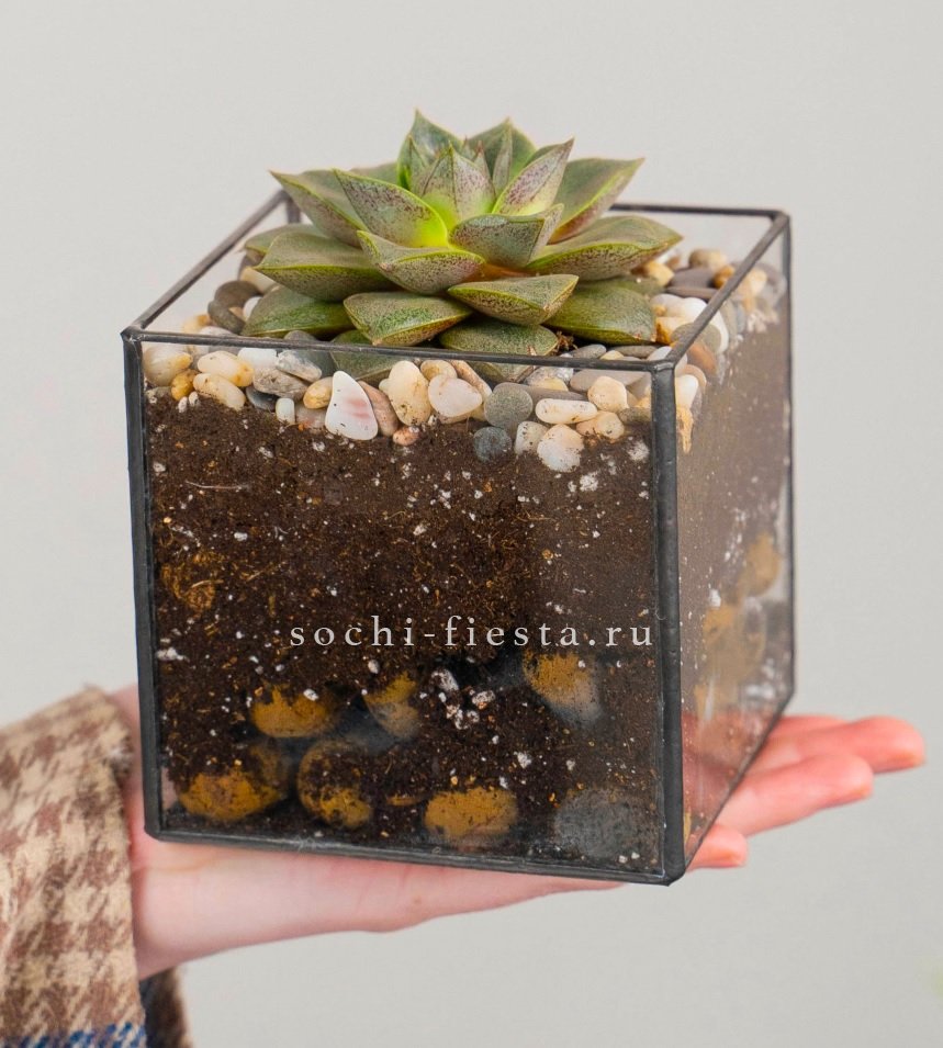 Флорариум Кубик с суккулентом Каменная роза в Нижнем Новгороде