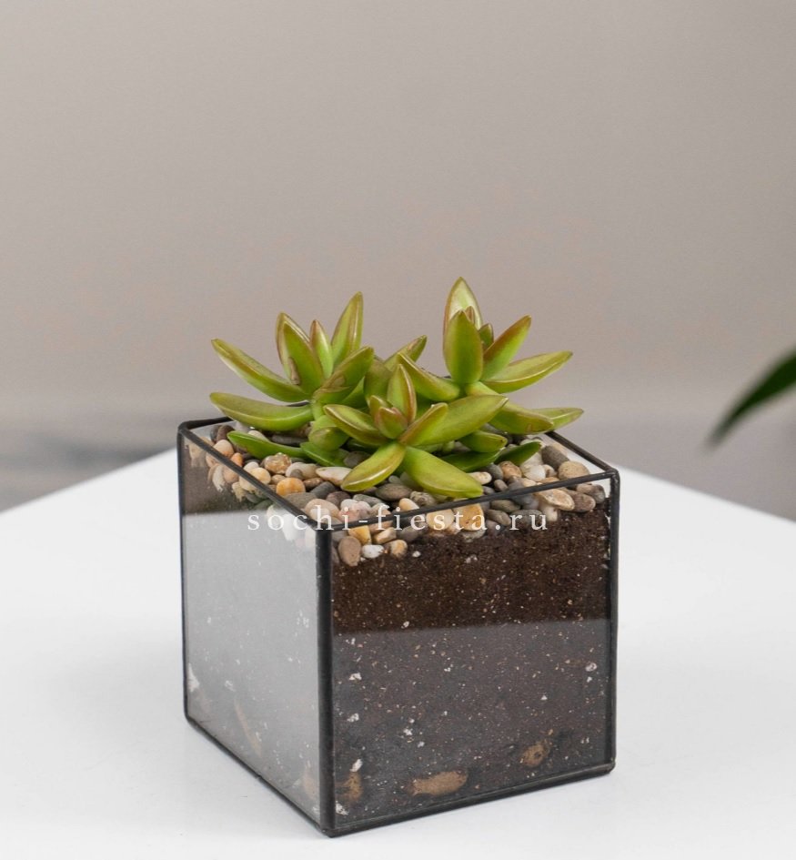 Флорариум Кубик с суккулентом Седум в Нижнем Новгороде