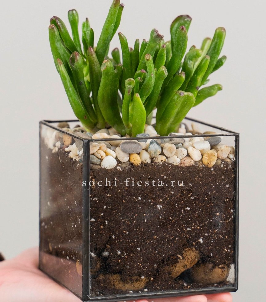 Флорариум Кубик с суккулентом Хоббит в Нижнем Новгороде