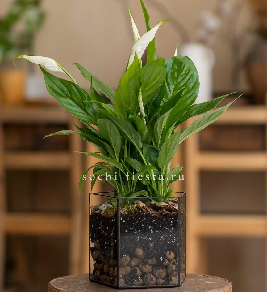 Спатифиллум в кашпо Пятиугольник в Нижнем Новгороде