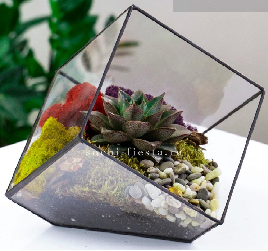 Флорариум Куб усеченный с суккулентом Каменная роза в Нижнем Новгороде