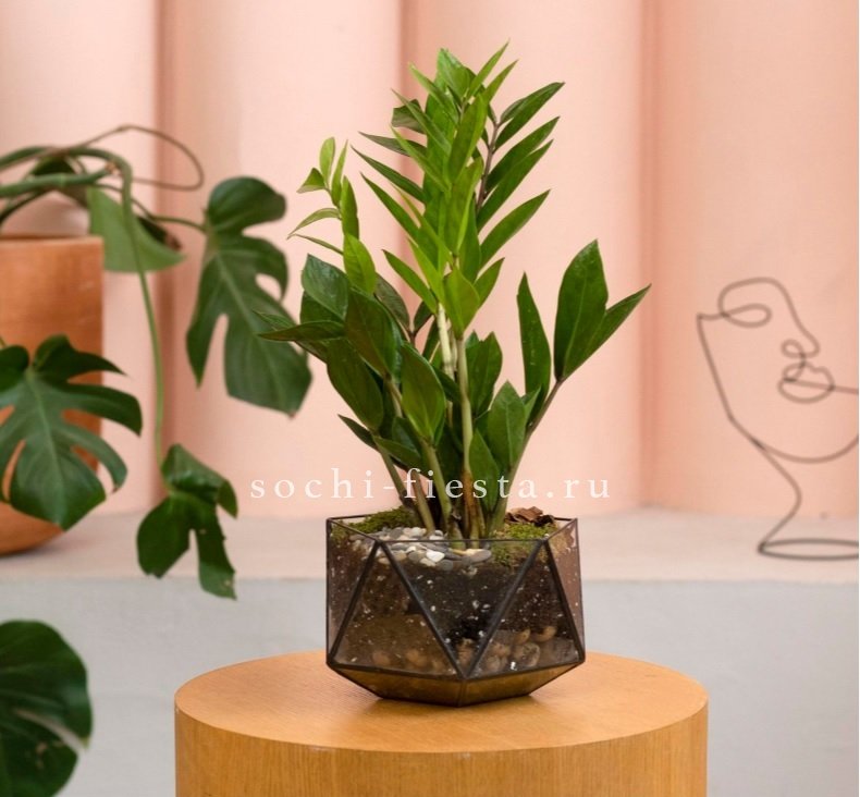 Замиокулькас в кашпо Икосаедр в Нижнем Новгороде