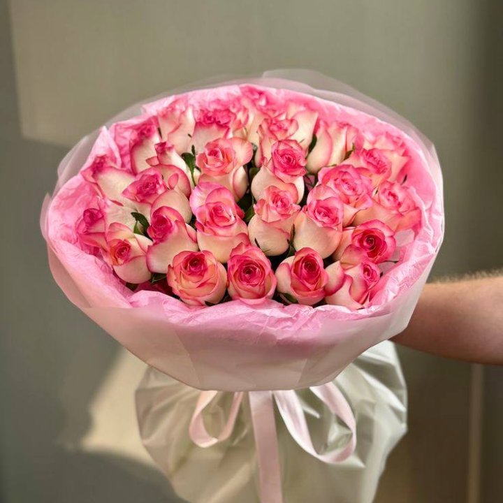 29 джумилий в Сириусе