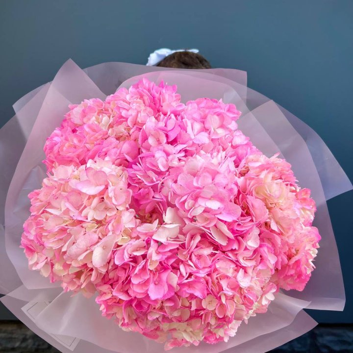 9 ярко-розовых гортензий в Сириусе