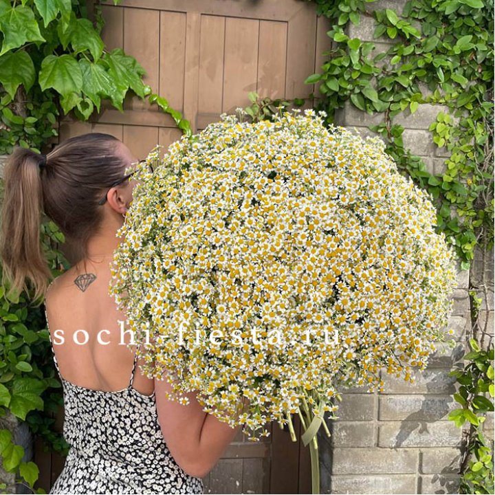 101 ромашка в Сириусе