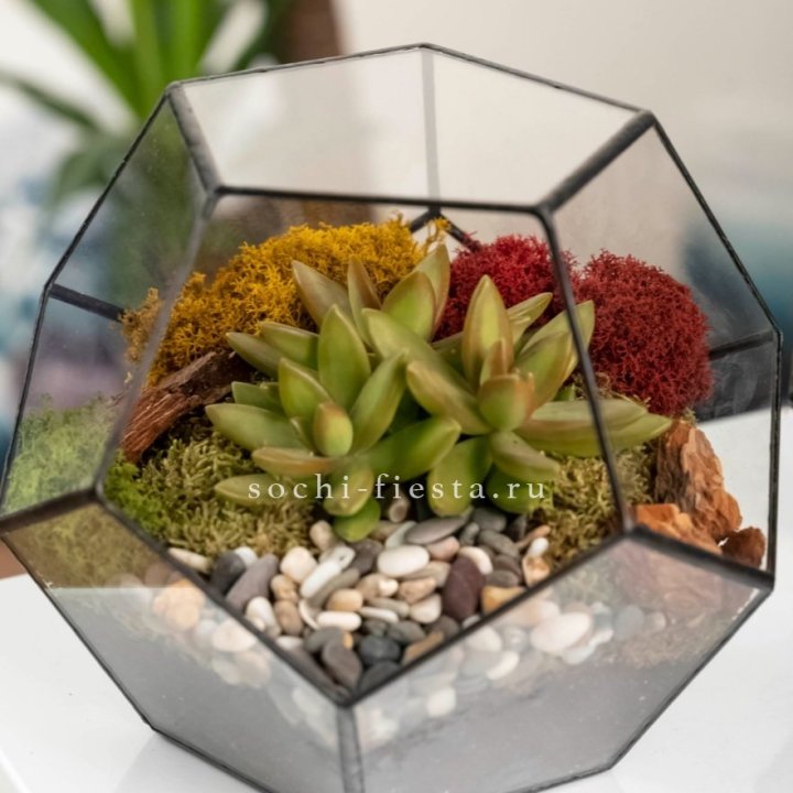 Флорариум “Додекаэдр” с суккулентом Седум в Сириусе