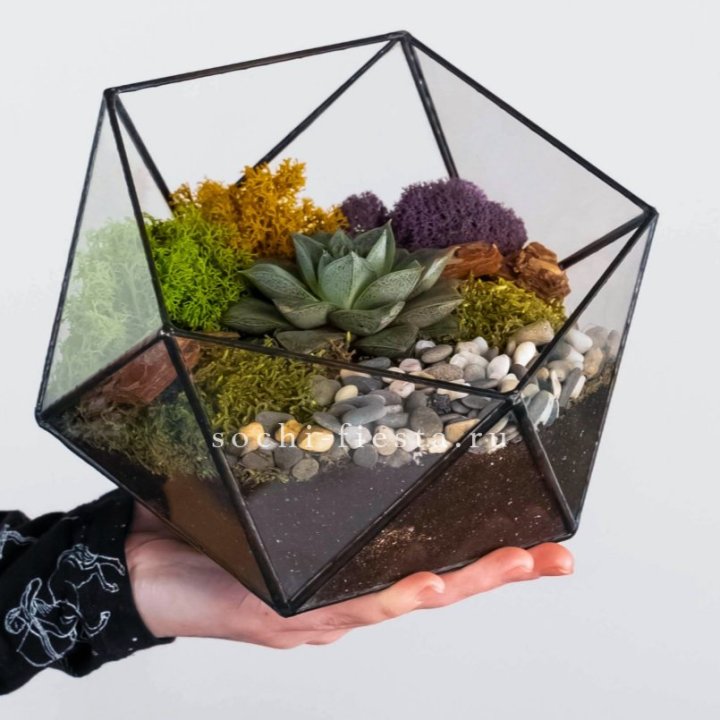 Флорариум “Икосаэдр” с суккулентом Каменная Роза в Нижнем Новгороде