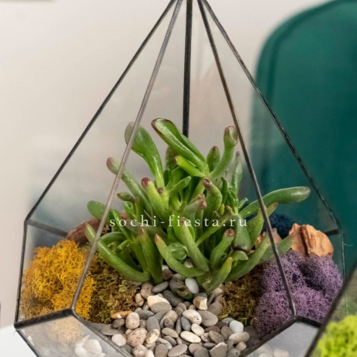 Флорариум “Капля” с суккулентом Крассула Хоббит в Сириусе