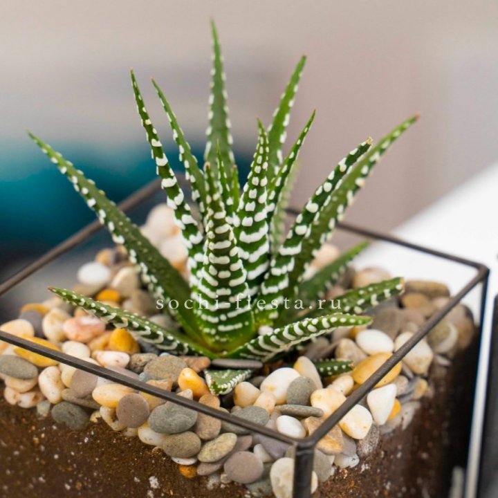 Флорариум Кубик с суккулентом Хавортия в Нижнем Новгороде