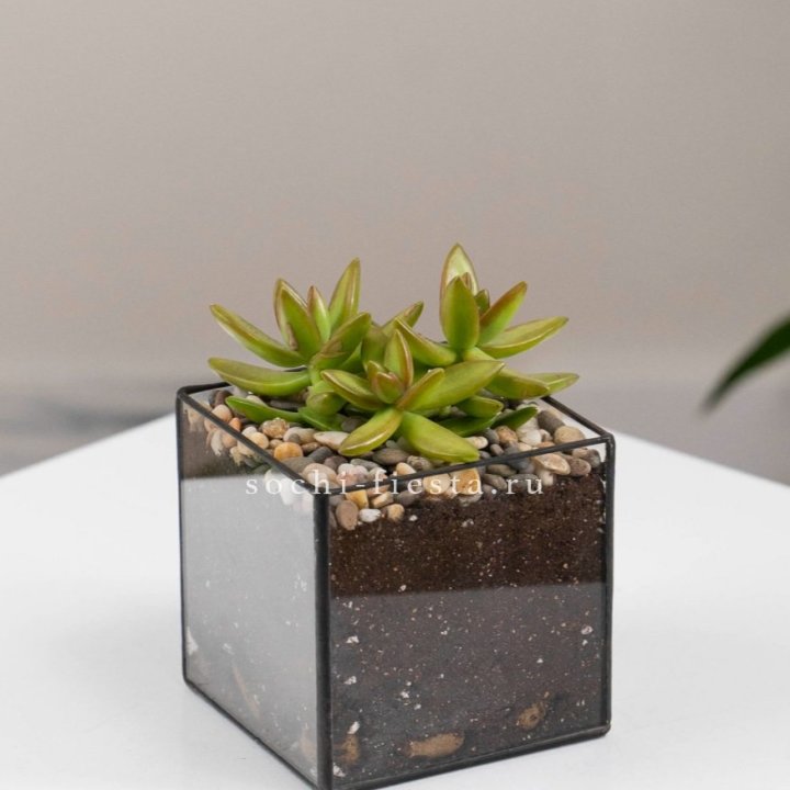 Флорариум Кубик с суккулентом Седум в Нижнем Новгороде