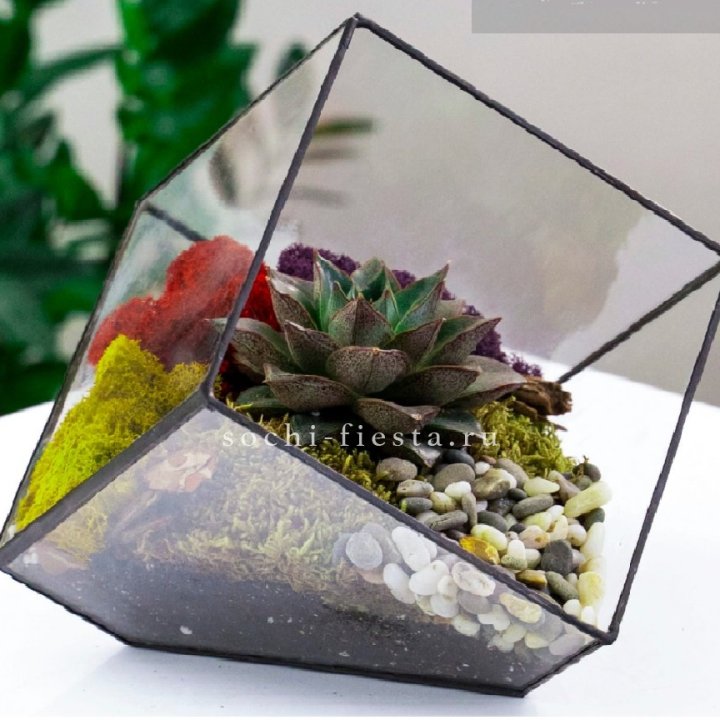 Флорариум Куб усеченный с суккулентом Каменная роза в Нижнем Новгороде