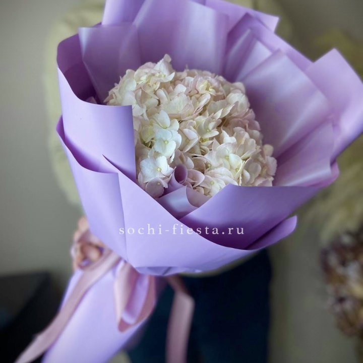 Гортензия розовая в Нижнем Новгороде