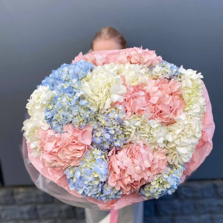 19 гортензий микс в Сириусе