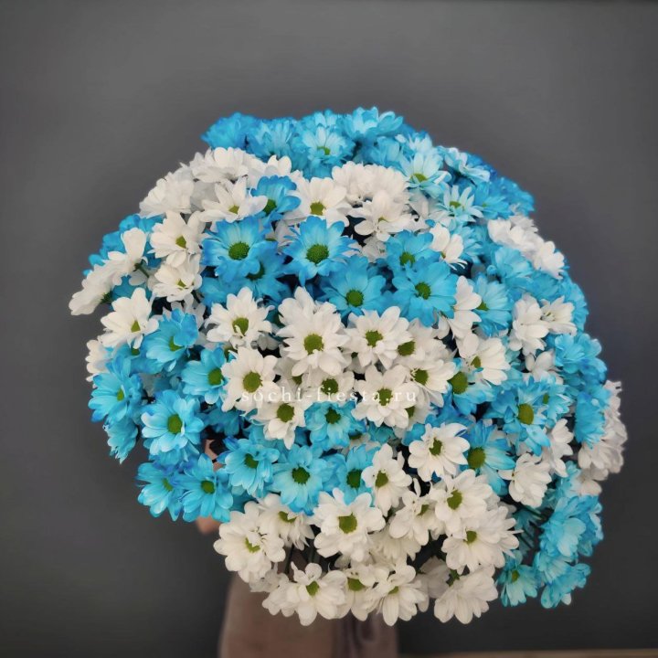  Букет хризантем микс в Сириусе