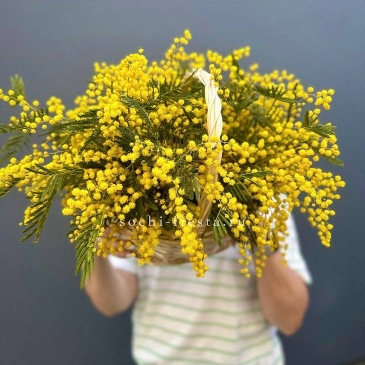 Весенняя корзина мимозы в Нижнем Новгороде