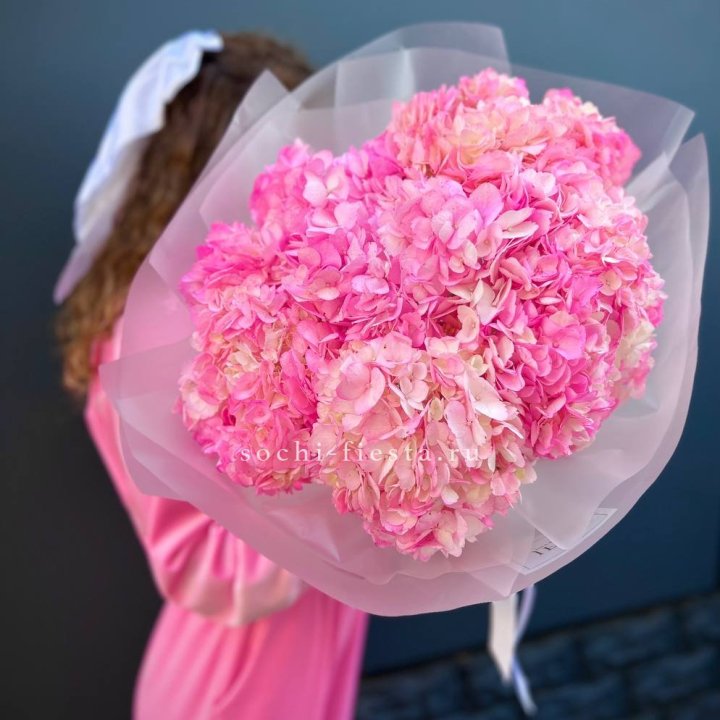 7 ярко-розовых гортензий в Сириусе