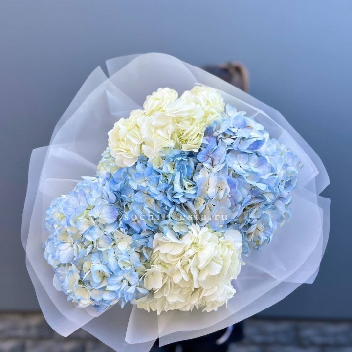 5 бело-голубых гортензий в Сириусе