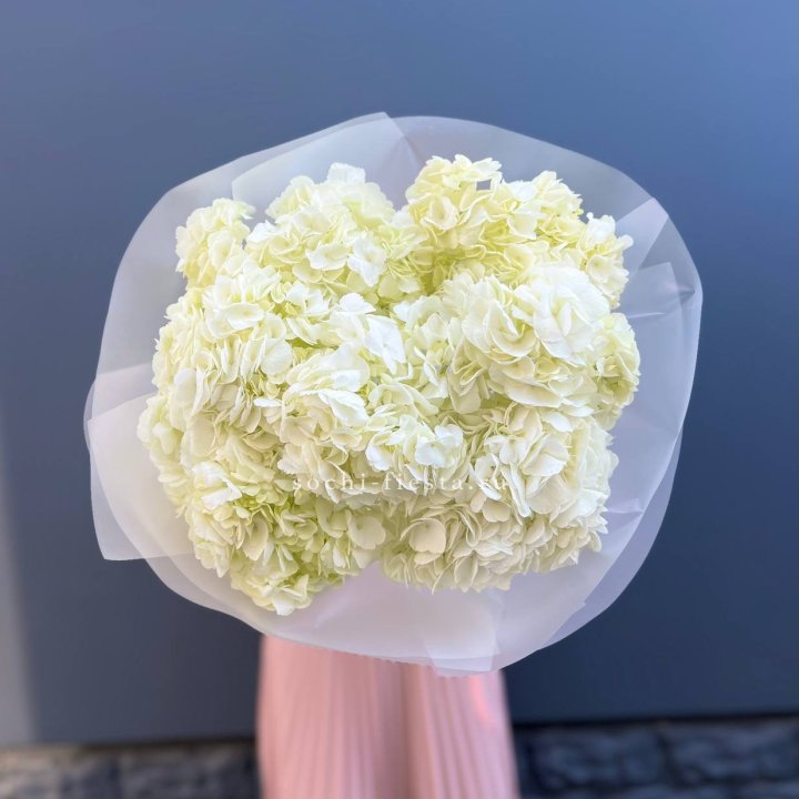 7 белых гортензий в Сириусе