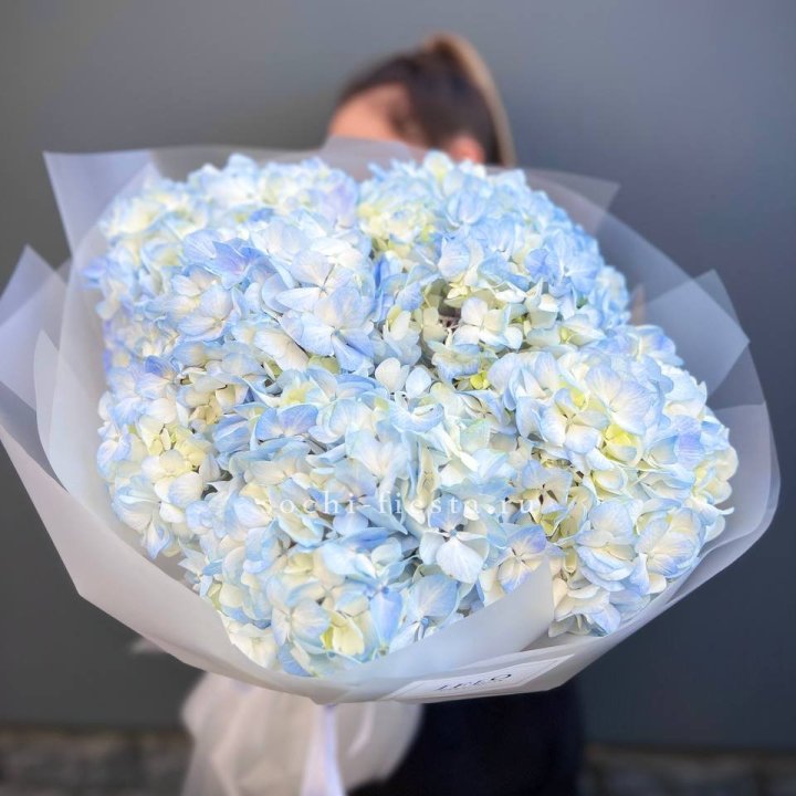 5 голубых гортензий в Сириусе