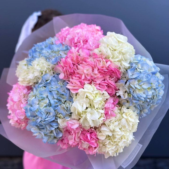 11 гортензий микс в Сириусе