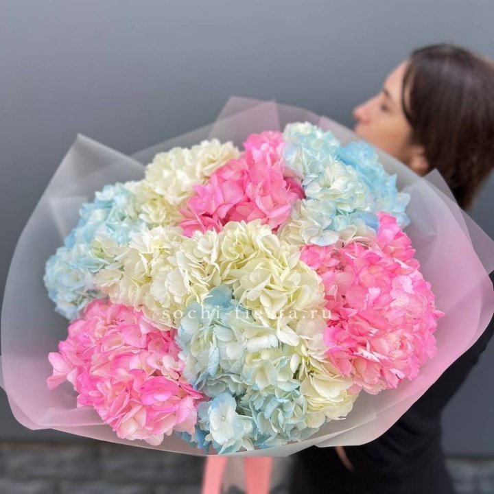 9 гортензий микс в Сириусе