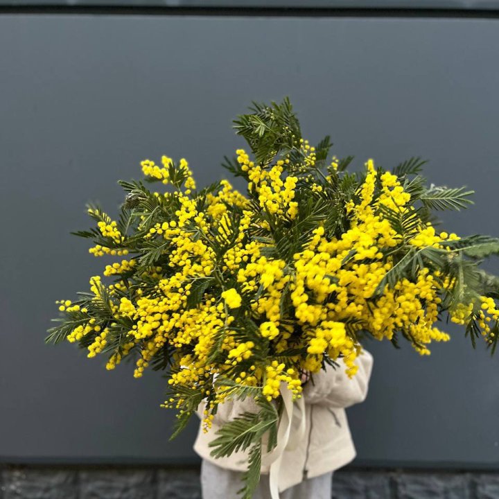 Охопка мимозы в Сириусе