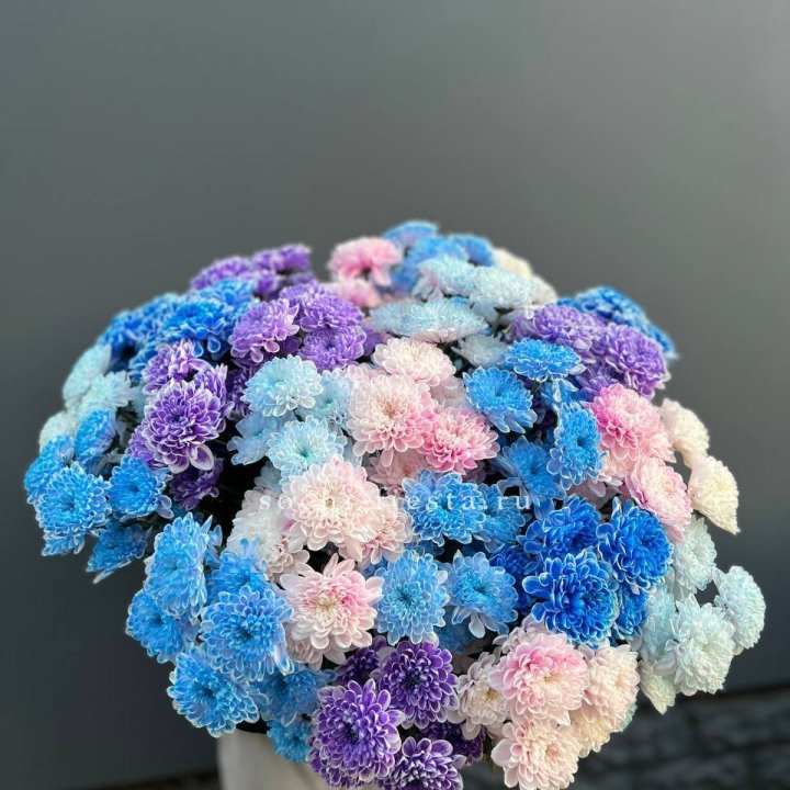 25 цветных хризантем в Сириусе