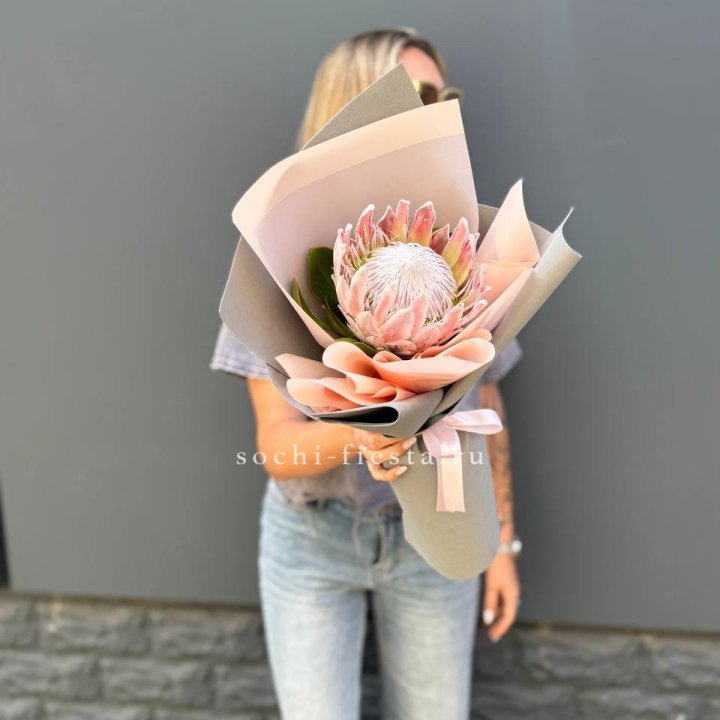 Протея мини  в Сириусе