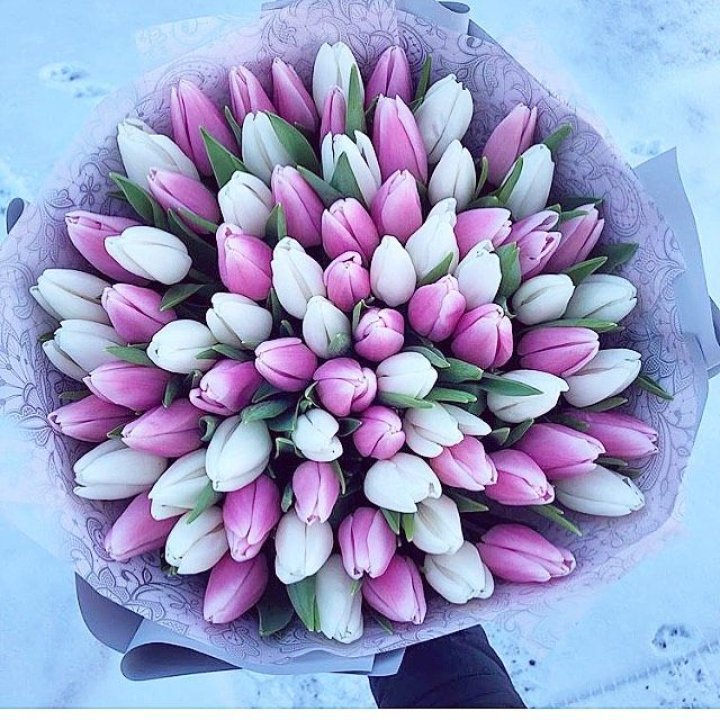 101 тюльпан "Лолипоп" в Нижнем Новгороде